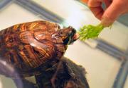 Как правилно да се грижим за сухоземна костенурка у дома Поддръжка и грижа за костенурката