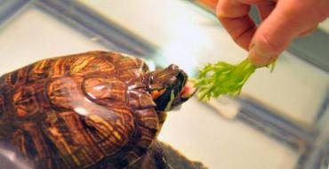 Как правильно ухаживать за сухопутной черепахой в домашних условиях Черепахи содержание и уход